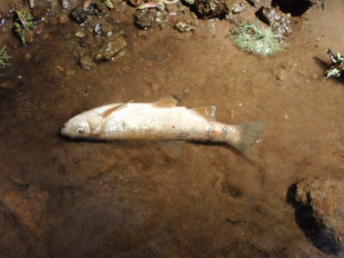 Pescadores e ecoloxistas xa denunciaron máis de 50 verteduras no último ano