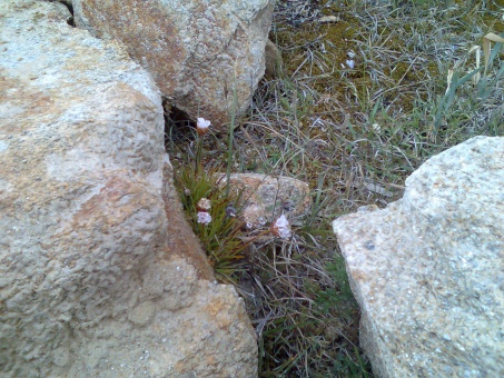 Armeria pungens entre cascallos de obra