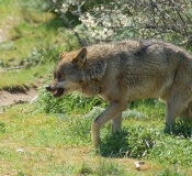 Un lobo a piques de atacar / Flickr: torrelodones